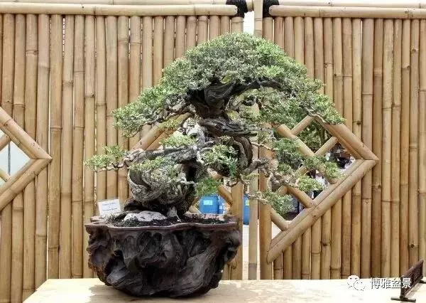 盆景的「撕裂」之美!