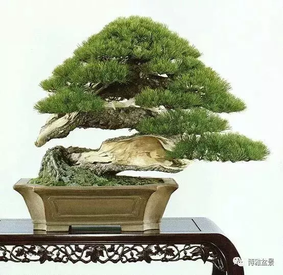 盆景的「撕裂」之美!