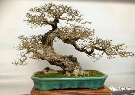 盆景的「撕裂」之美!