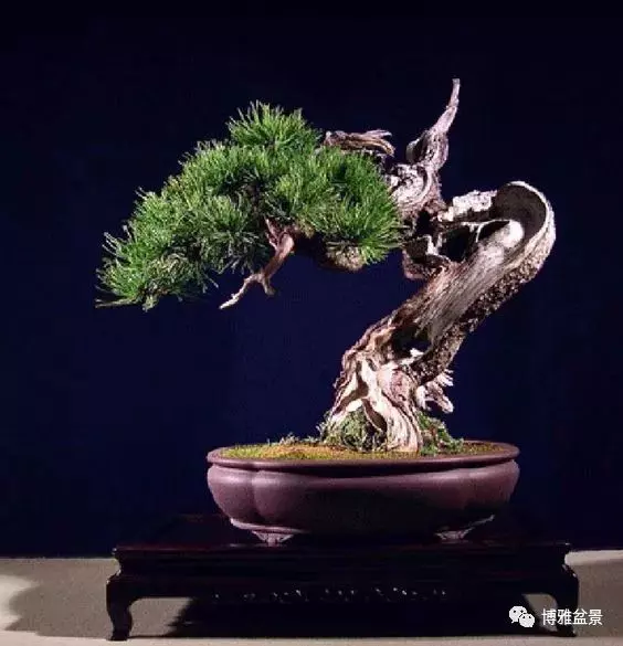 盆景的「撕裂」之美!