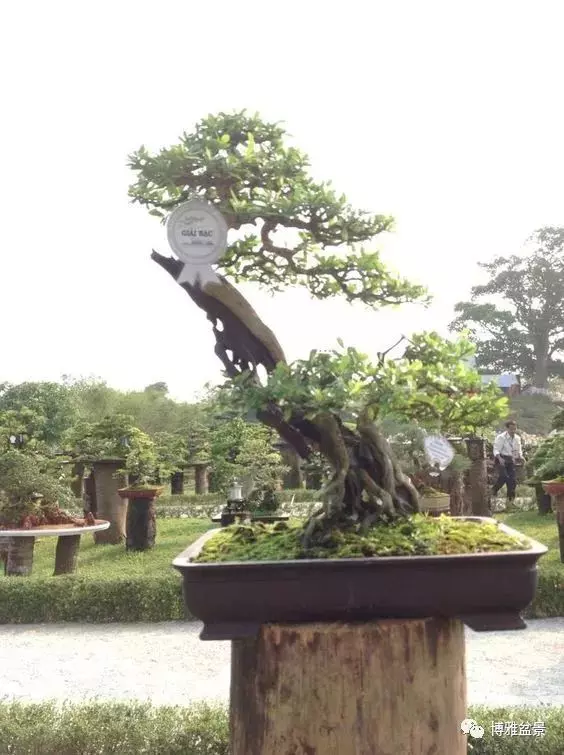 盆景的「撕裂」之美!