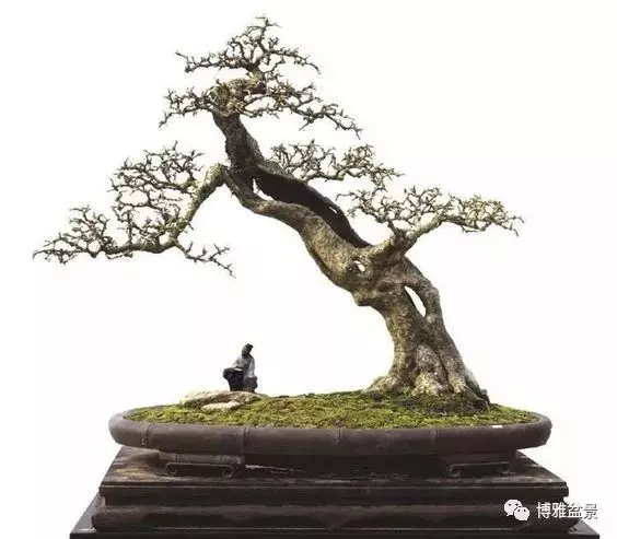 盆景的「撕裂」之美!