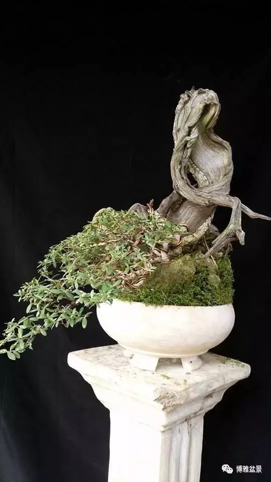 盆景的「撕裂」之美!