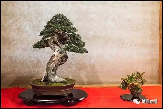盆景的「撕裂」之美!
