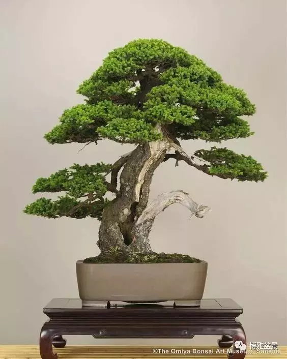 盆景的「撕裂」之美!