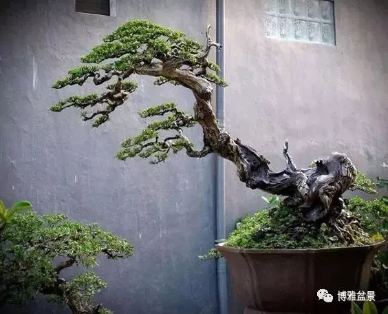 盆景的「撕裂」之美!