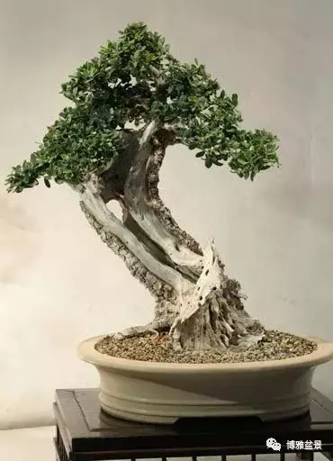 盆景的「撕裂」之美!