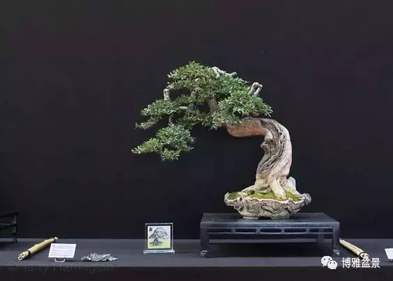 盆景的「撕裂」之美!
