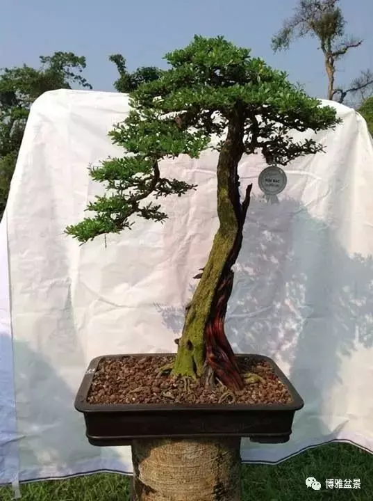 盆景的「撕裂」之美!