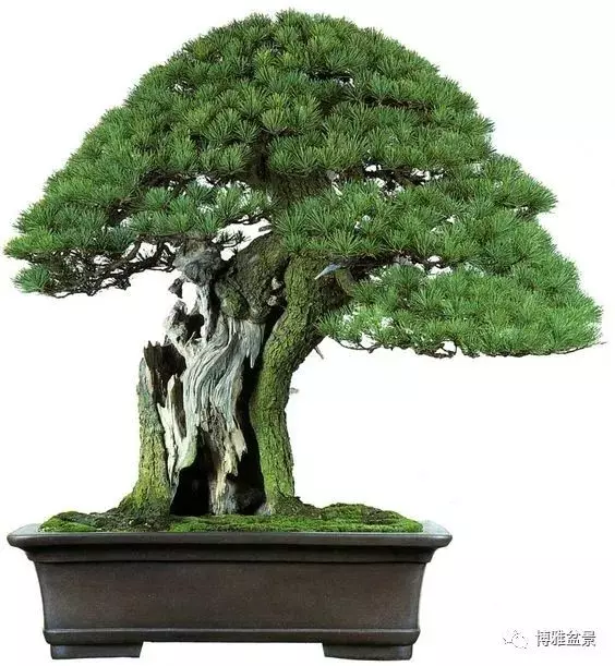 盆景的「撕裂」之美!