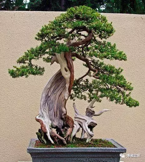 盆景的「撕裂」之美!
