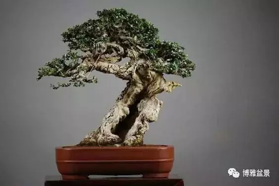盆景的「撕裂」之美!