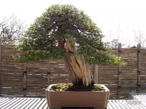 盆景的「撕裂」之美!