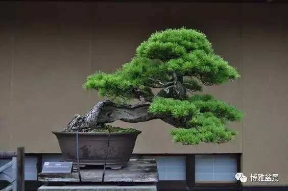 盆景的「撕裂」之美!