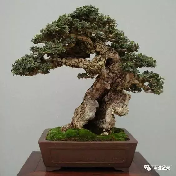 盆景的「撕裂」之美!