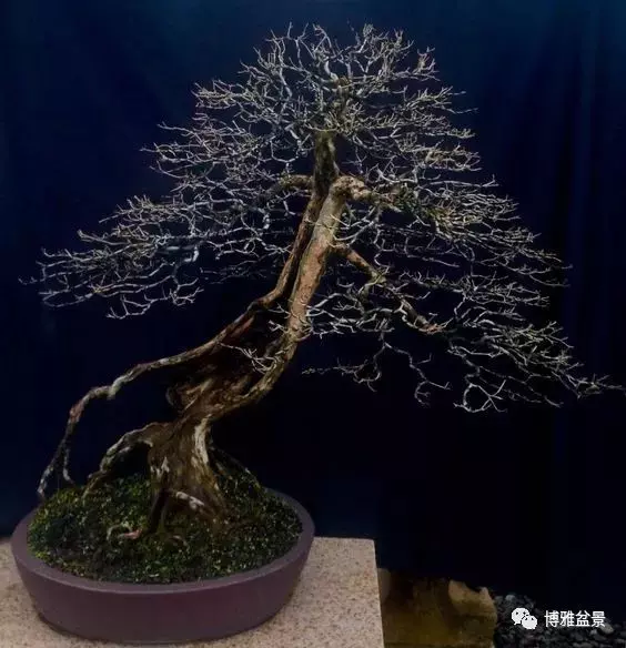 盆景的「撕裂」之美!