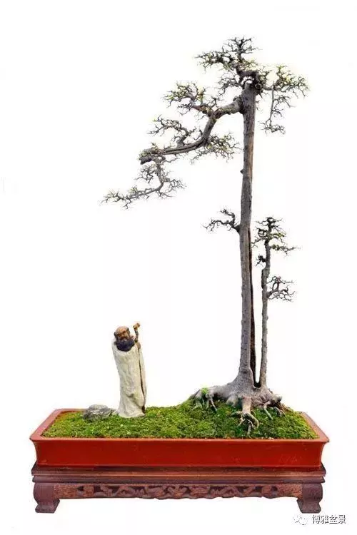 盆景的「撕裂」之美!