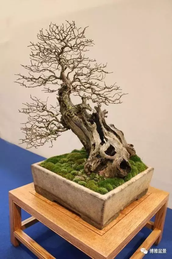 盆景的「撕裂」之美!
