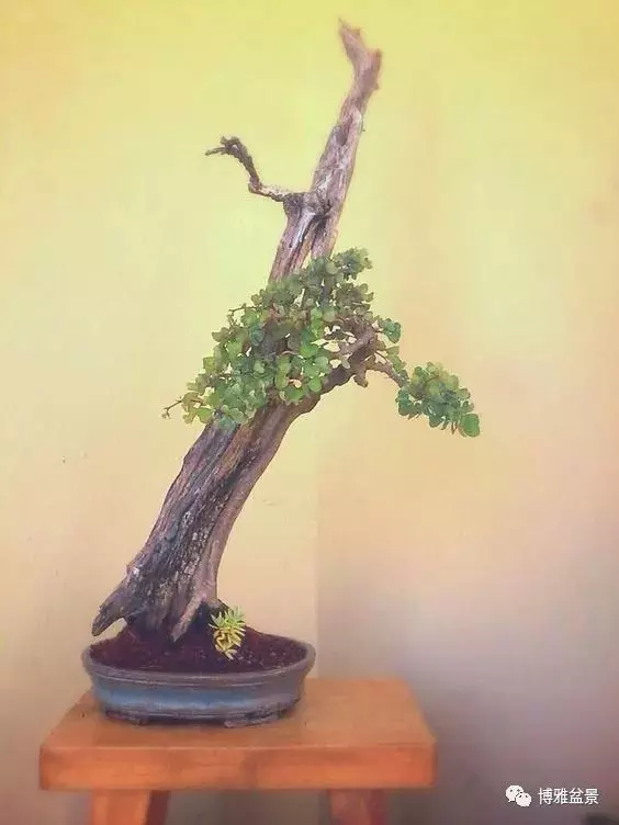 盆景的「撕裂」之美!
