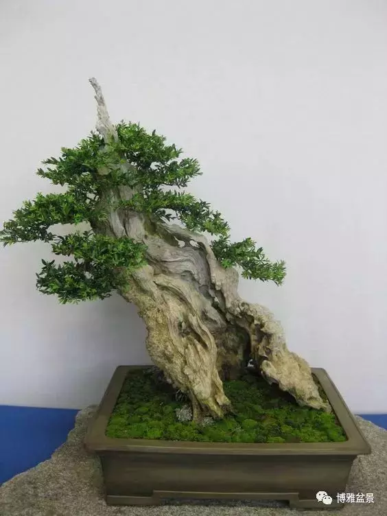 盆景的「撕裂」之美!