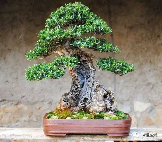 盆景的「撕裂」之美!