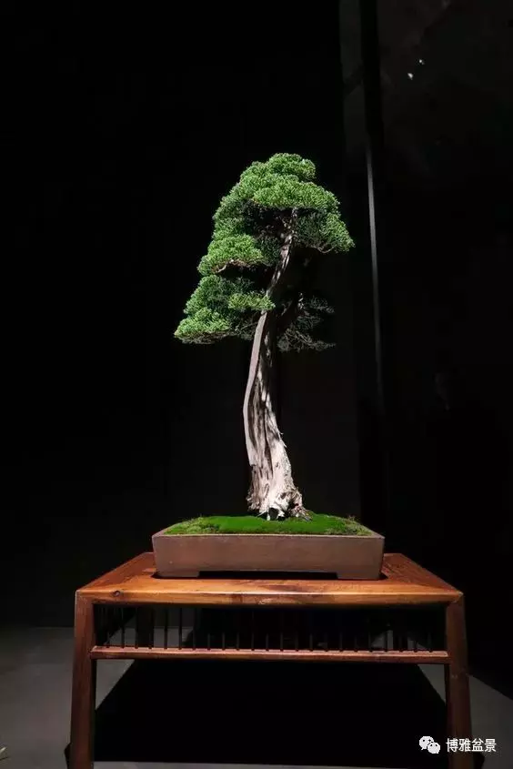 盆景的「撕裂」之美!