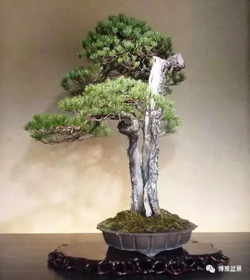 盆景的「撕裂」之美!