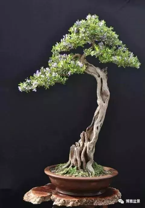 盆景的「撕裂」之美!