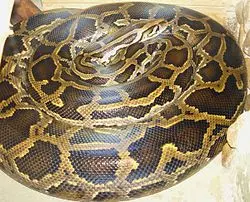 POS LAJU快遞活生生【動物】!職員在倉庫內打開時,嚇得「驚慌失措」!