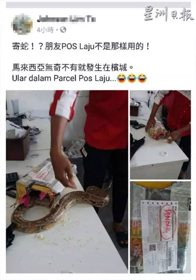 POS LAJU快遞活生生【動物】!職員在倉庫內打開時,嚇得「驚慌失措」!
