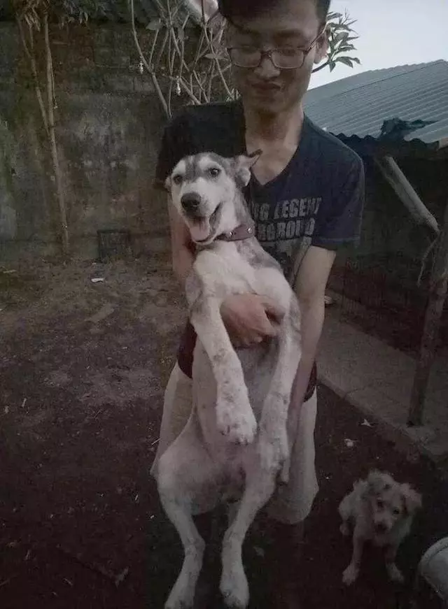 路人撿回流浪狗精心照料,治癒後哈士奇顏值超高,網友卻稱賠本