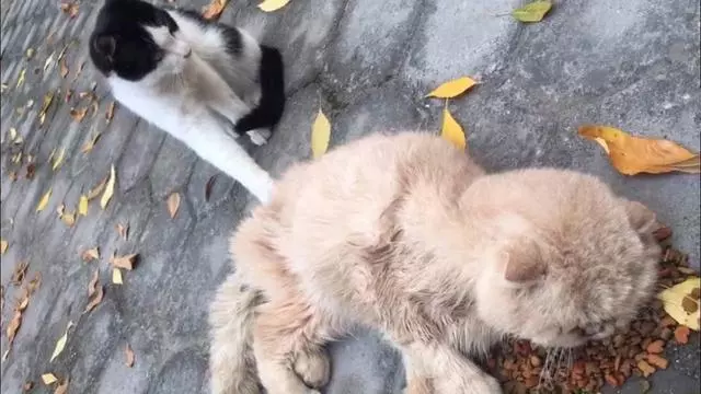 流浪奶牛貓向好心人求助,主動搭救瀕死加菲貓,成功後默默離開