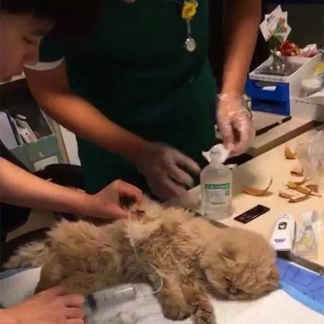 流浪奶牛貓向好心人求助,主動搭救瀕死加菲貓,成功後默默離開