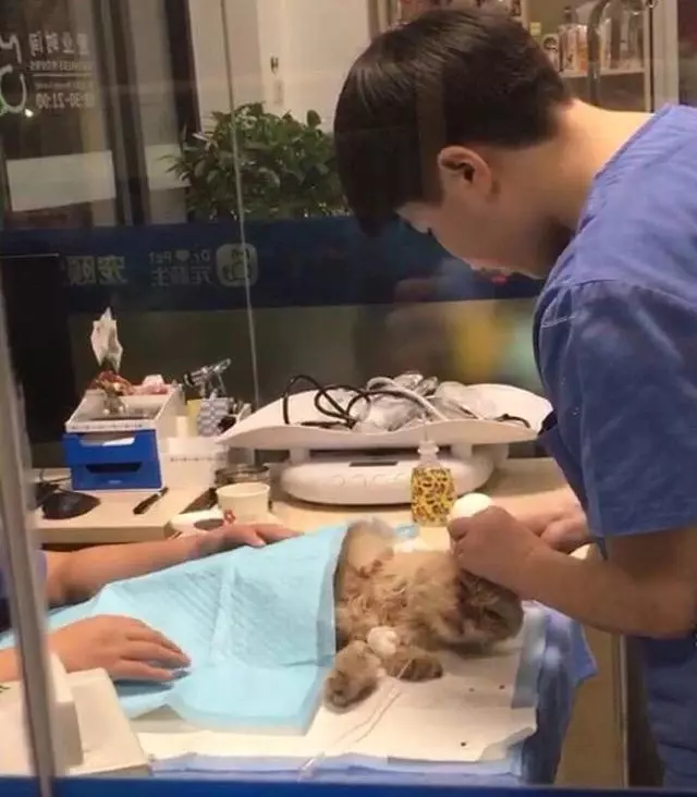 流浪奶牛貓向好心人求助,主動搭救瀕死加菲貓,成功後默默離開
