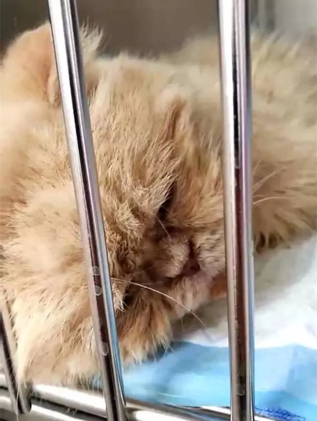 流浪奶牛貓向好心人求助,主動搭救瀕死加菲貓,成功後默默離開