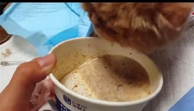 流浪奶牛貓向好心人求助,主動搭救瀕死加菲貓,成功後默默離開