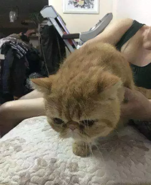 流浪奶牛貓向好心人求助,主動搭救瀕死加菲貓,成功後默默離開