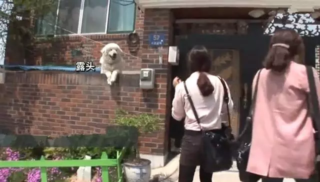 狗狗每日守在牆頭與路人互動,其實只為等待母親,如今終於重逢