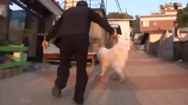 狗狗每日守在牆頭與路人互動,其實只為等待母親,如今終於重逢