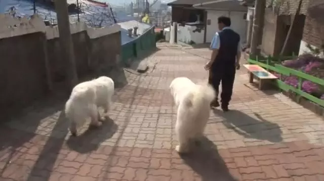 狗狗每日守在牆頭與路人互動,其實只為等待母親,如今終於重逢