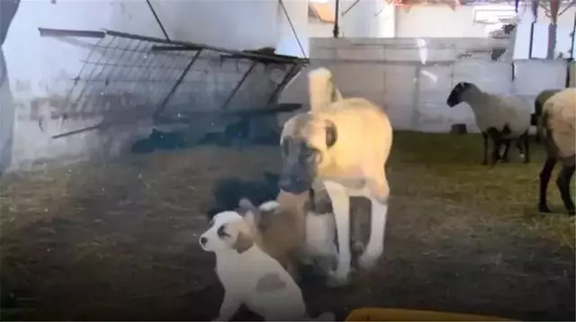 狗狗收養被遺棄羊羔,每日帶在身邊精心照料,當成親生狗寶對待