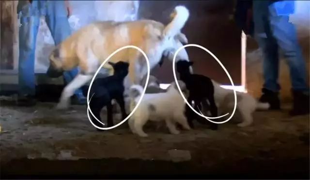 狗狗收養被遺棄羊羔,每日帶在身邊精心照料,當成親生狗寶對待