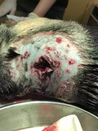 柔佛古來有射殺烏鴉的行動,但有一狗卻遭到近距離射擊「42顆散彈」進入體內!槍手:「我也沒有射死他啊!」