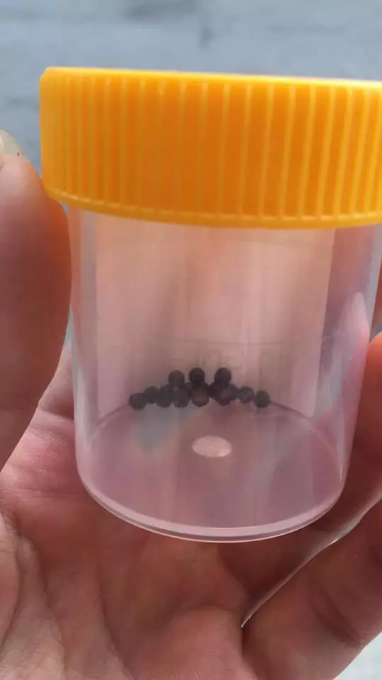 柔佛古來有射殺烏鴉的行動,但有一狗卻遭到近距離射擊「42顆散彈」進入體內!槍手:「我也沒有射死他啊!」