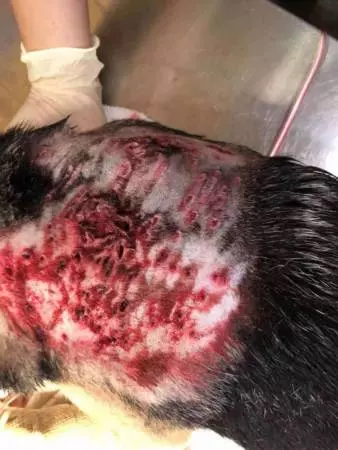 柔佛古來有射殺烏鴉的行動,但有一狗卻遭到近距離射擊「42顆散彈」進入體內!槍手:「我也沒有射死他啊!」