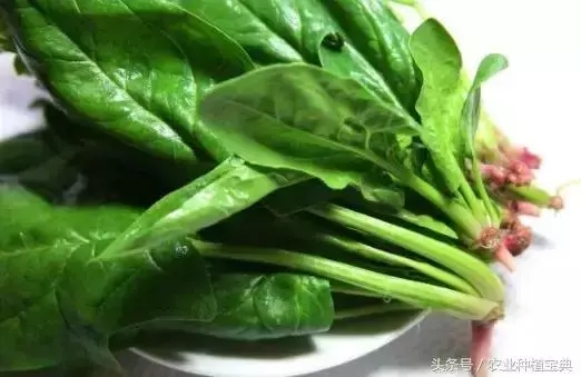 菠菜長的又大又肥又好吃!菠菜栽種,你得做好了這5點