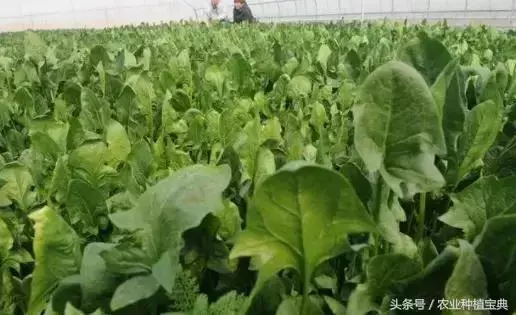 菠菜長的又大又肥又好吃!菠菜栽種,你得做好了這5點