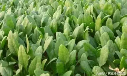 菠菜長的又大又肥又好吃!菠菜栽種,你得做好了這5點