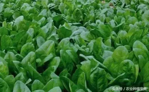 菠菜長的又大又肥又好吃!菠菜栽種,你得做好了這5點