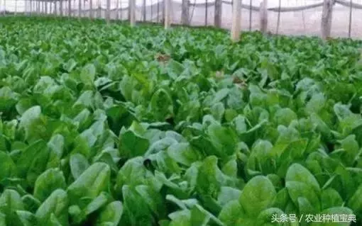 菠菜長的又大又肥又好吃!菠菜栽種,你得做好了這5點